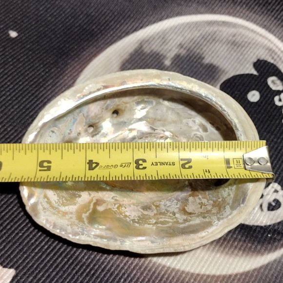 Small Abalone Seashell - Picture 3 of 4